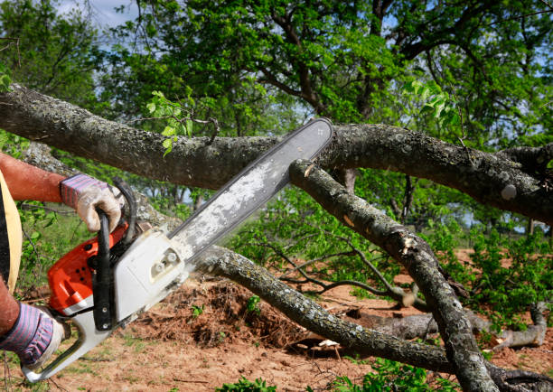 Best Tree Pruning Services  in Aviston, IL